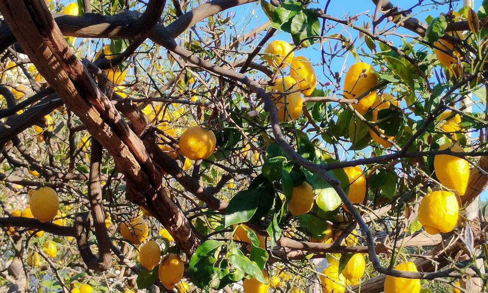 Festa del Limone