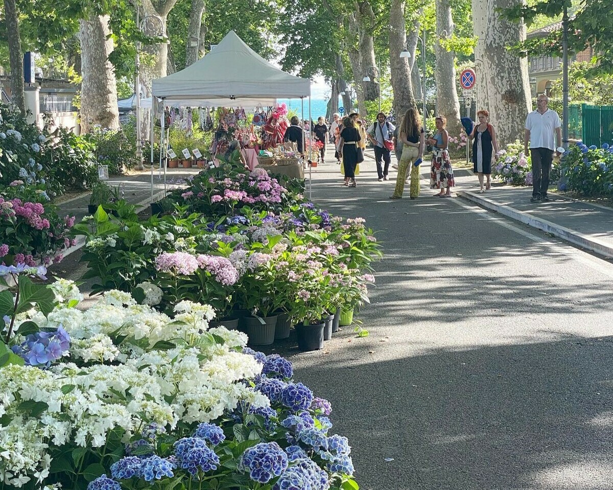 Mostra mercato Festa delle Ortensie a Bolsena