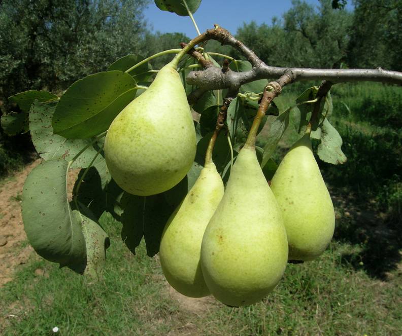 Sagra della pera spadona
